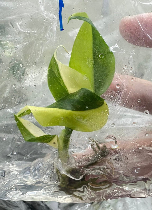 Monstera Borsigiana “Aurea” Variegated – Tissue Culture Wholesale