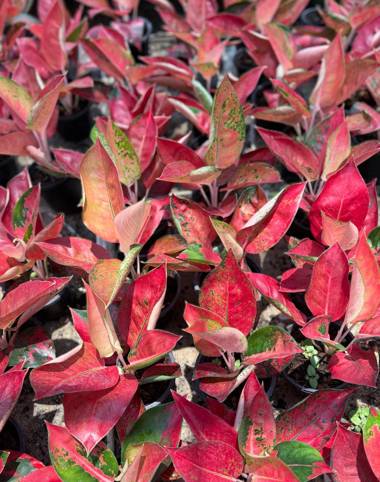 Aglaonema ‘Orange Cochin’ | Wholesale Set of 10 Plants