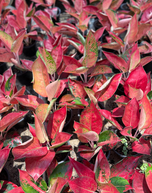 Aglaonema ‘Orange Cochin’ | Wholesale Set of 10 Plants