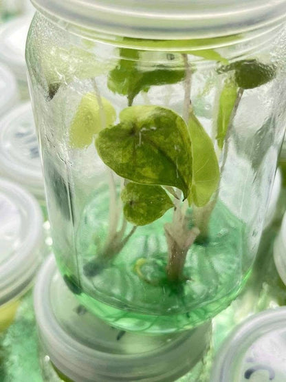 Alocasia Yucatán Princess Aurea Variegated – Tissue Culture (Wholesale)