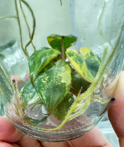 Philodendron Billiteae Variegated – Tissue Culture Wholesale Set of 10 Plants