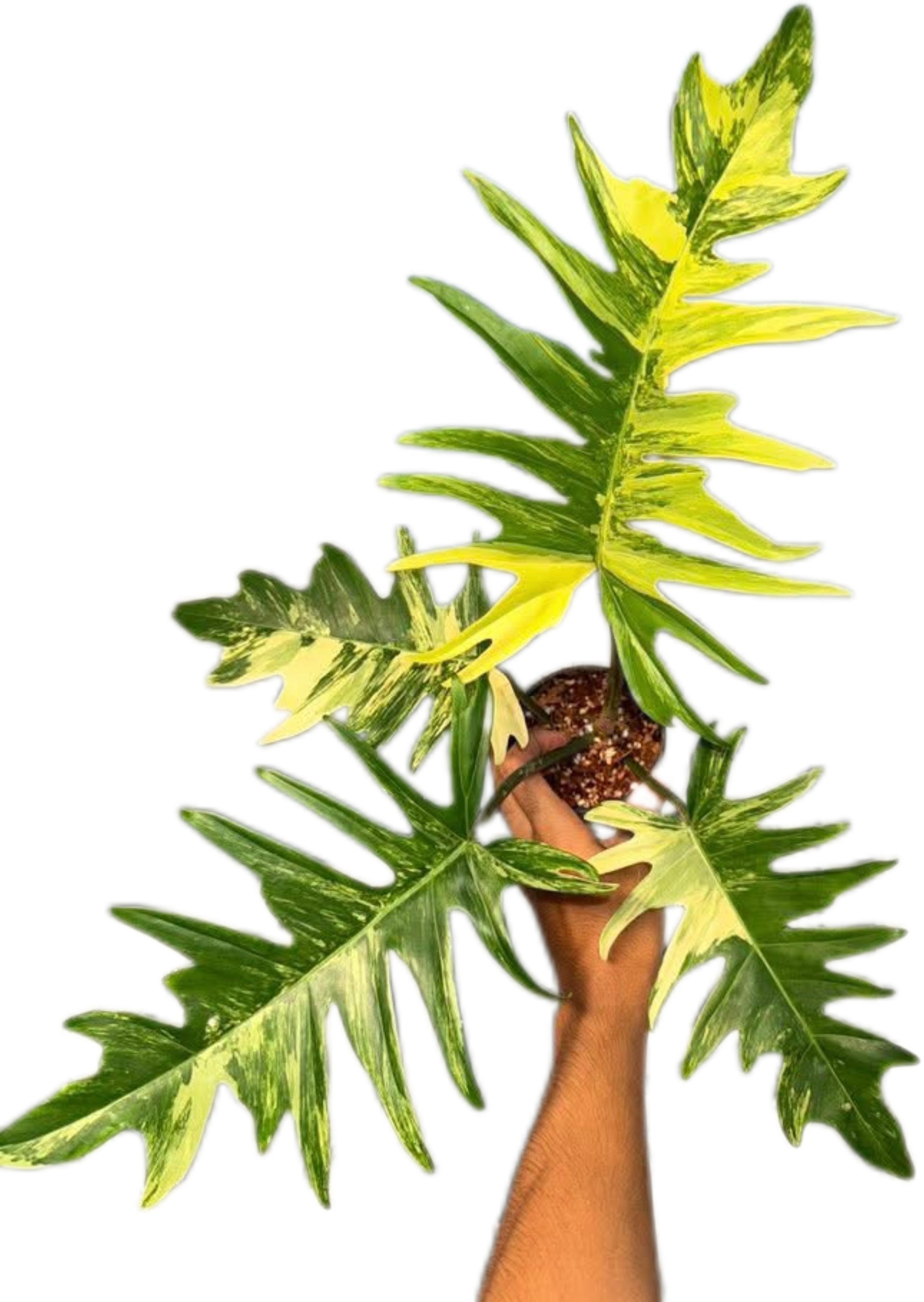 Philodendron Florida Beauty x Tortum Variegated