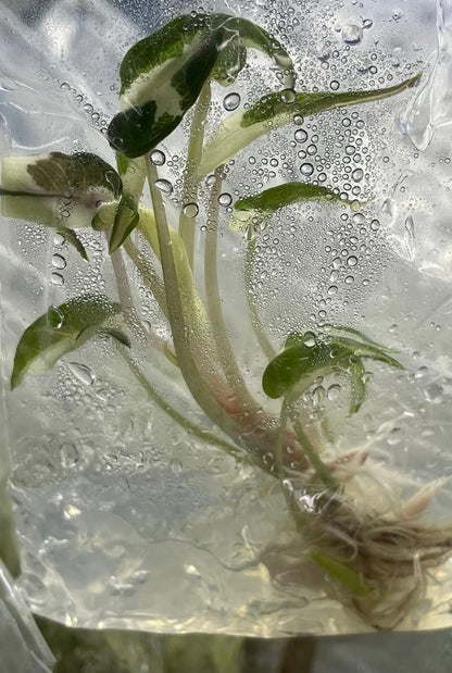 Alocasia Pink Bambino Variegated – Plant Tissue Culture (Wholesale)