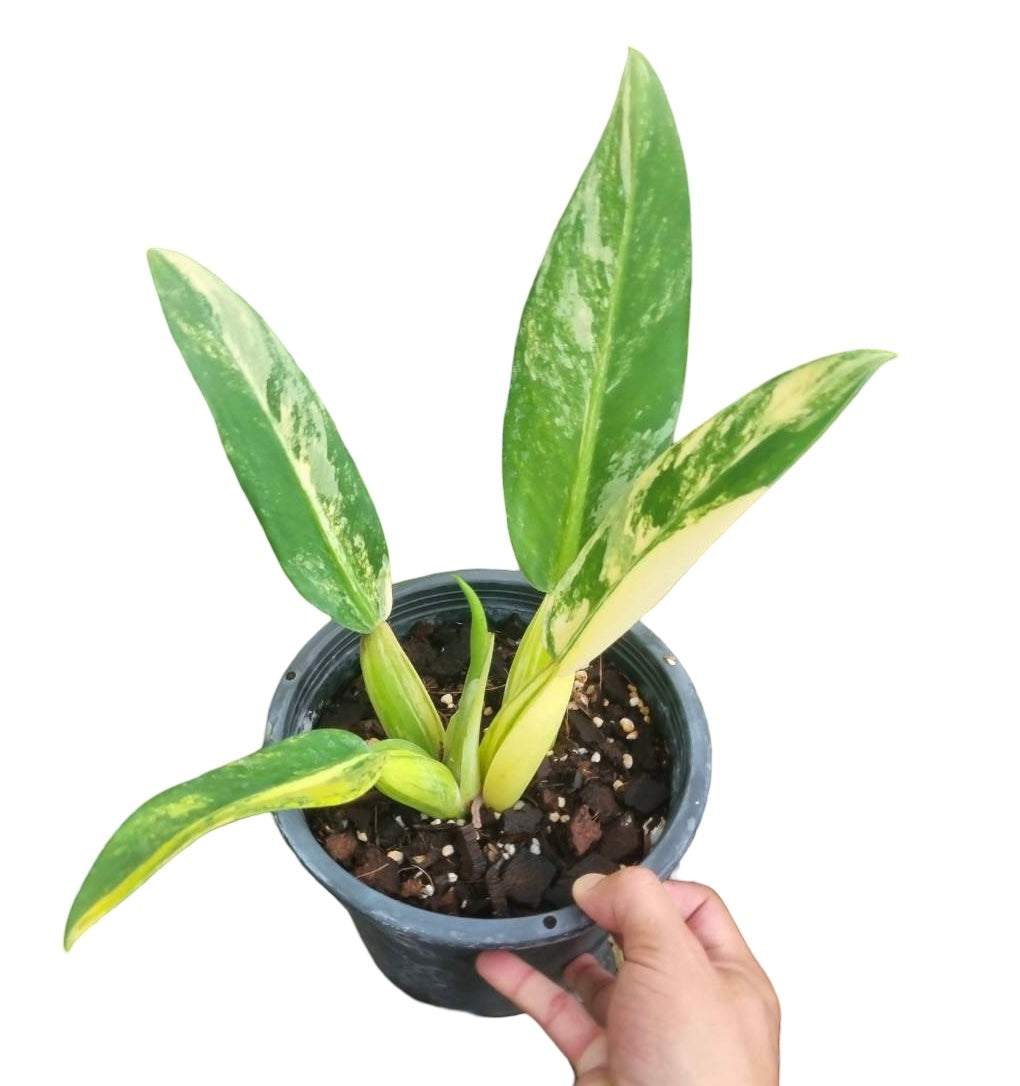 Philodendron Martianum “Fat Boy” Variegated