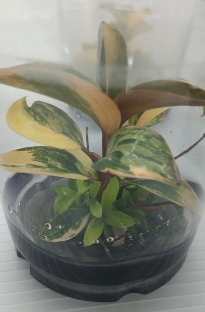 Philodendron Red Congo Variegated – Tissue Culture Wholesale