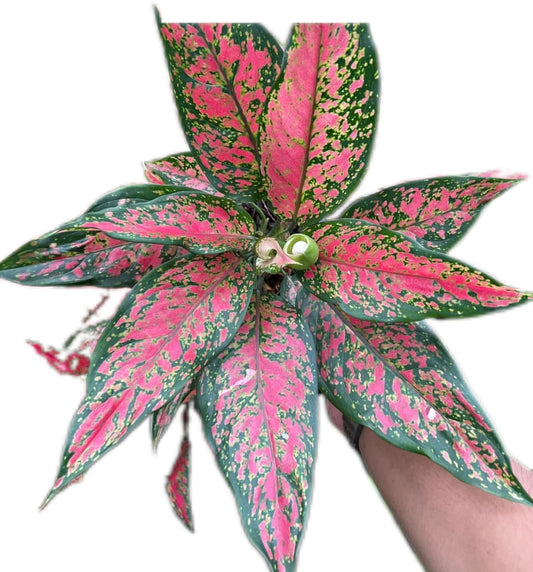 Aglaonema “Anya Manee Daeng Laem”