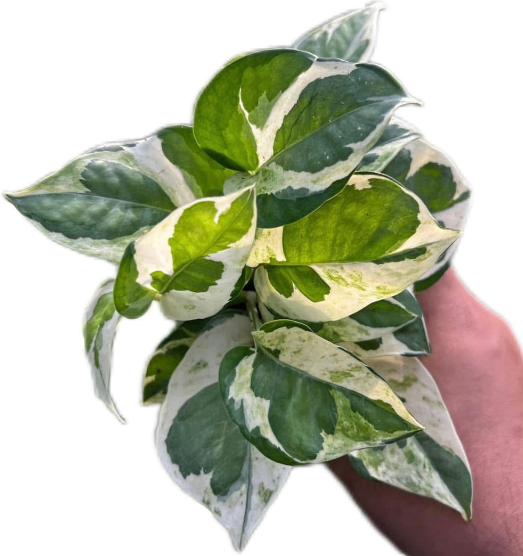 Epipremnum Aureum ‘Plu Nga Chang