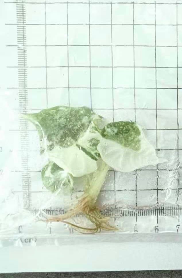 Alocasia Nebula Albo Variegated – Tissue Culture