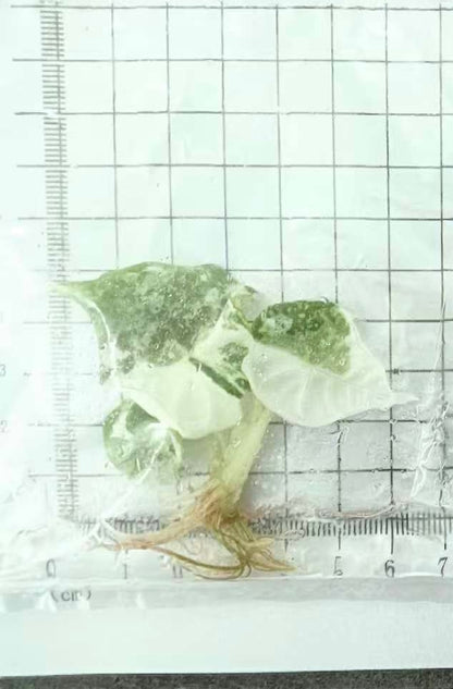 Alocasia Nebula Albo Variegated – Tissue Culture