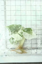 Alocasia Nebula Albo Variegated – Tissue Culture