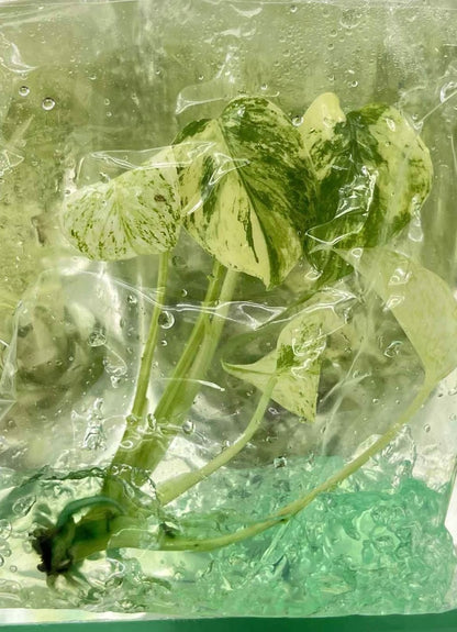 Monstera Deliciosa “Mint” NOID – Tissue Culture Wholesale
