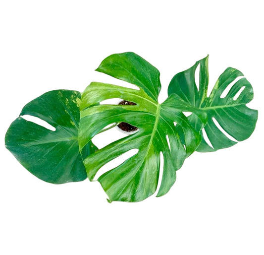 Monstera Deliciosa (Grown from Seed) NOID – Actual Plant