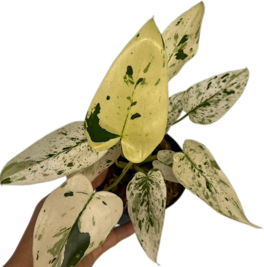 Philodendron ilsemanii variegated