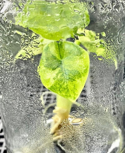 Alocasia Melo Aurea Variegated – Plant Tissue Culture (Wholesale)