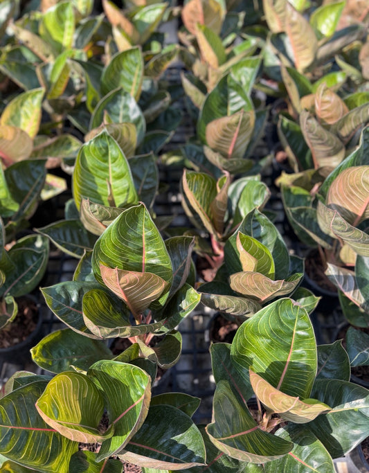 Aglaonema Black Moonlight | Wholesale Set of 10 Plants