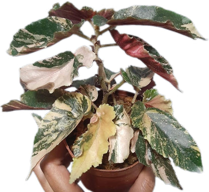 Begonia “Ginny Galaxy”