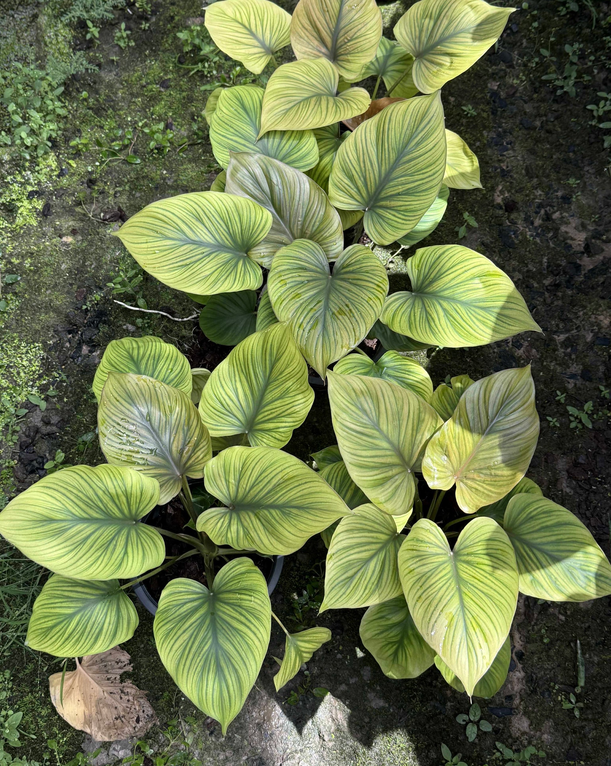 King of Heart Naga (Homalomena rubescens Kunth) – Set of 5 Plants (Wholesale) 