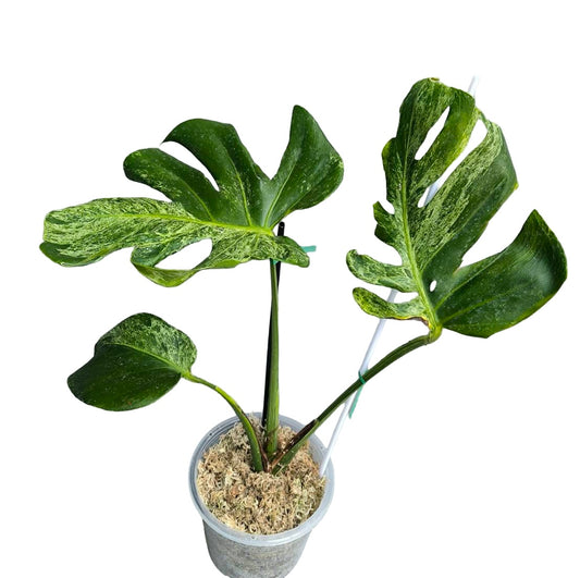 Monstera deliciosa “Silver Sand” (Rare)