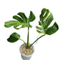 Monstera deliciosa “Silver Sand” (Rare)