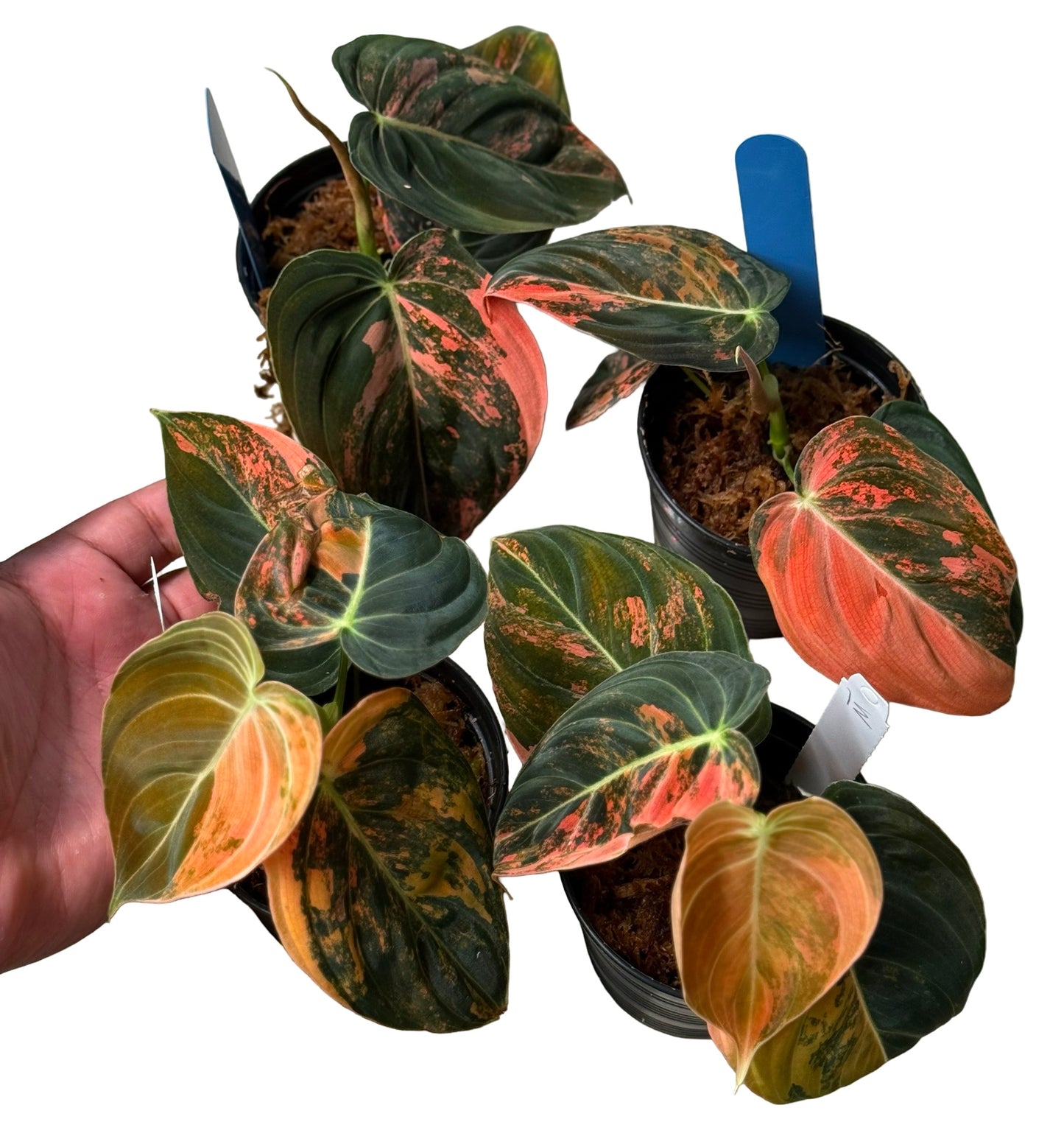Philodendron Melanochrysum Orange Variegated