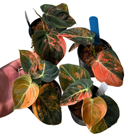 Philodendron Melanochrysum Orange Variegated