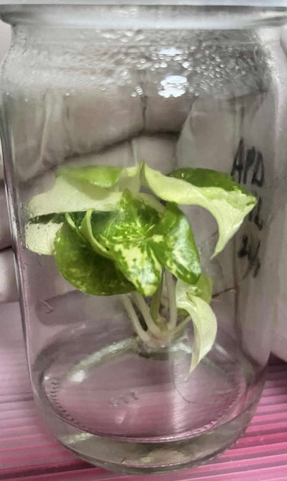 Alocasia Pink Dragon Albo Variegated – Tissue Culture Wholesale