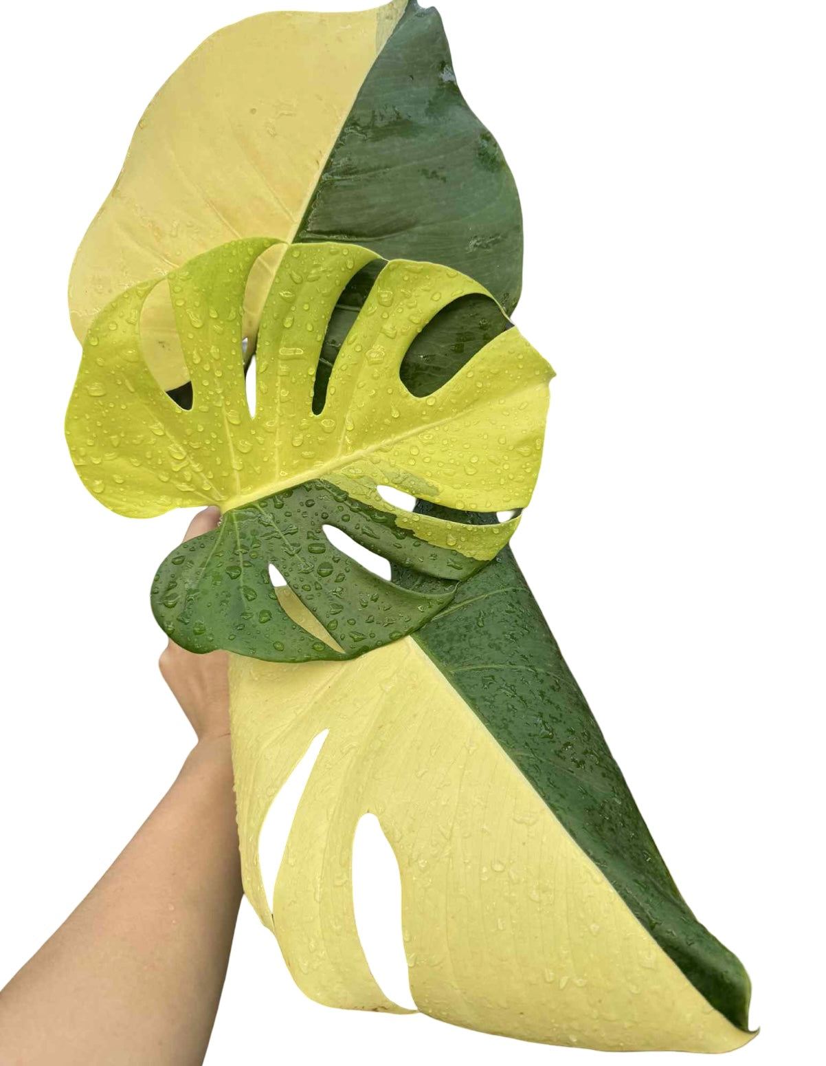 Monstera Deliciosa “Neon” (Yellow Cheese) Variegated – Actual Plant