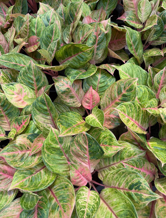 Aglaonema “Susan” – Set of 10 Plants