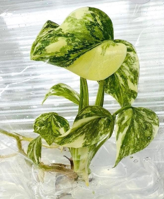 Monstera Thai Constellation High Variegated – Tissue Culture Wholesale