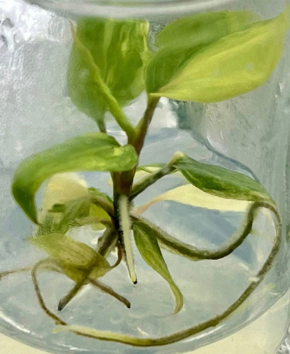 Philodendron Melanochrysum (Aurea) Variegated Tissue Culture – Wholesale