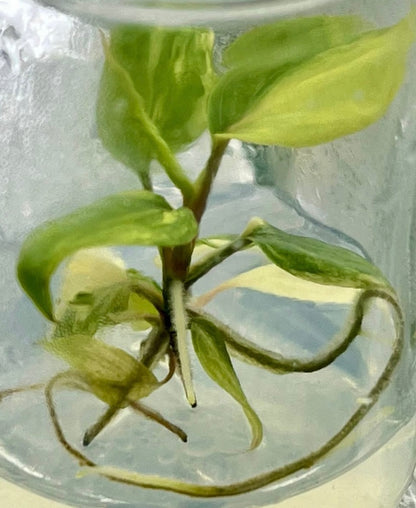 Philodendron Melanochrysum (Aurea) Variegated Tissue Culture – Wholesale