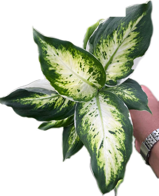 Aglaonema “Rub Ngern”