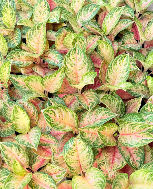 Aglaonema ‘Super Pink Sun Nutra’ | Wholesale Set of 5 Plants