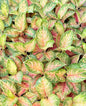 Aglaonema ‘Super Pink Sun Nutra’ | Wholesale Set of 5 Plants