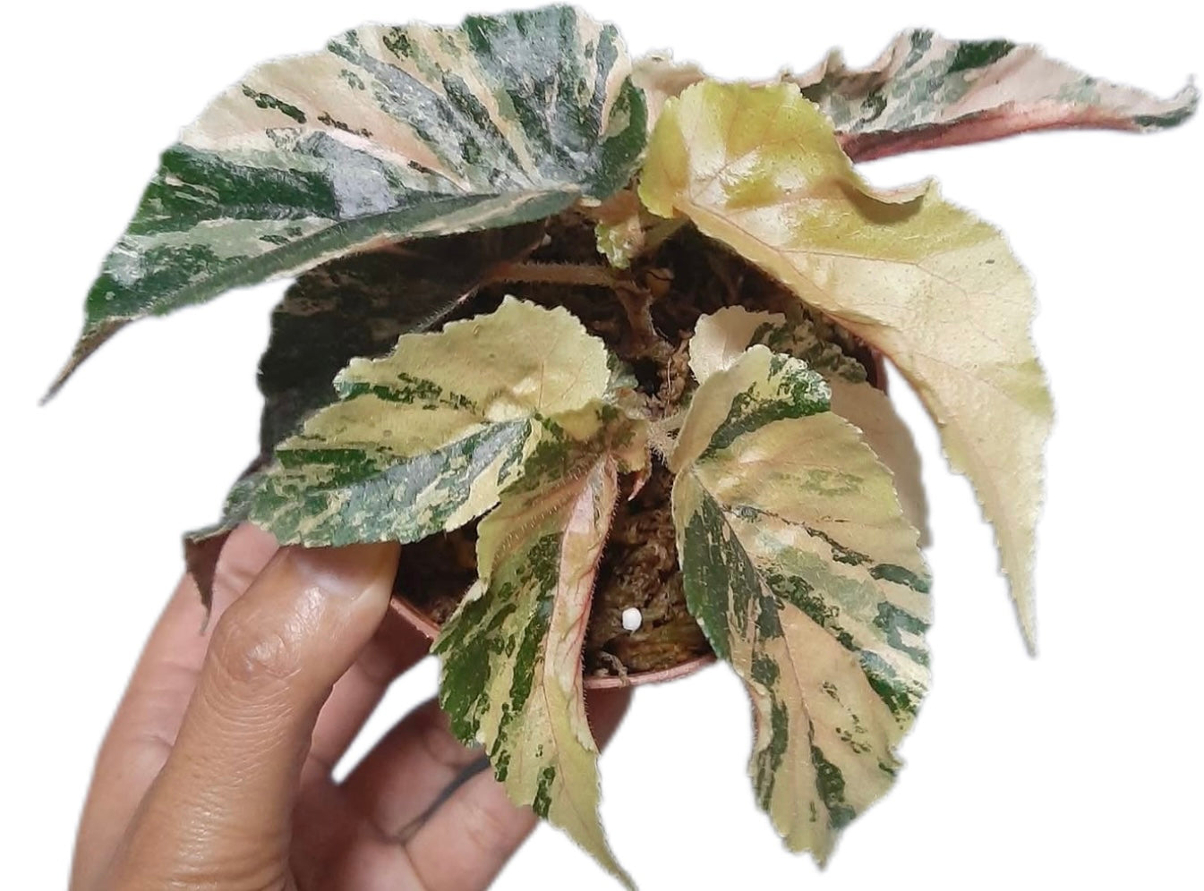 Begonia “Ginny Galaxy”