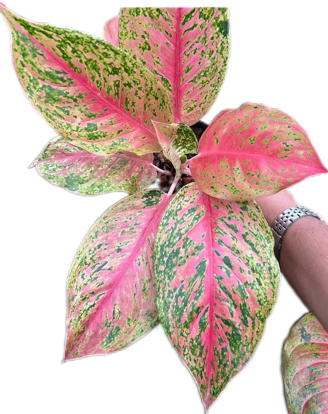 Aglaonema “Lak Sap”