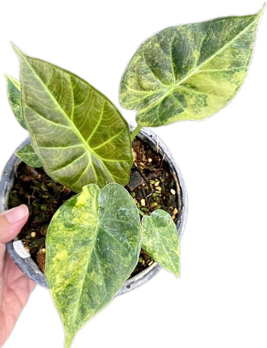 Alocasia Regal Shield Aurea Variegated