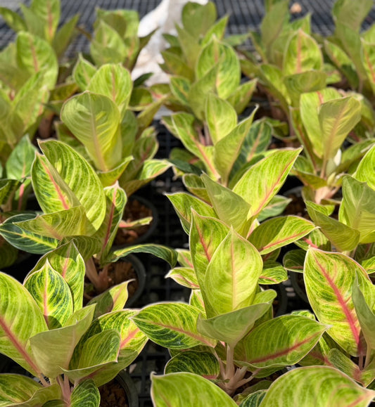 Aglaonema “Golden Amber” | Set of 10 Plants