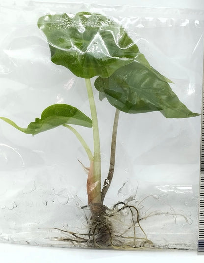 Alocasia Venom – Tissue Culture Wholesale