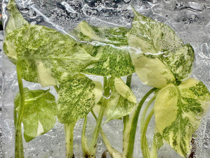 Monstera Deliciosa “Legacy” Variegated – Tissue Culture Wholesale