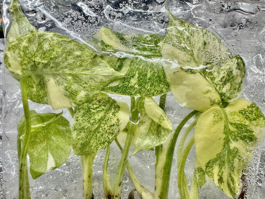 Monstera Deliciosa “Legacy” Variegated – Tissue Culture Wholesale