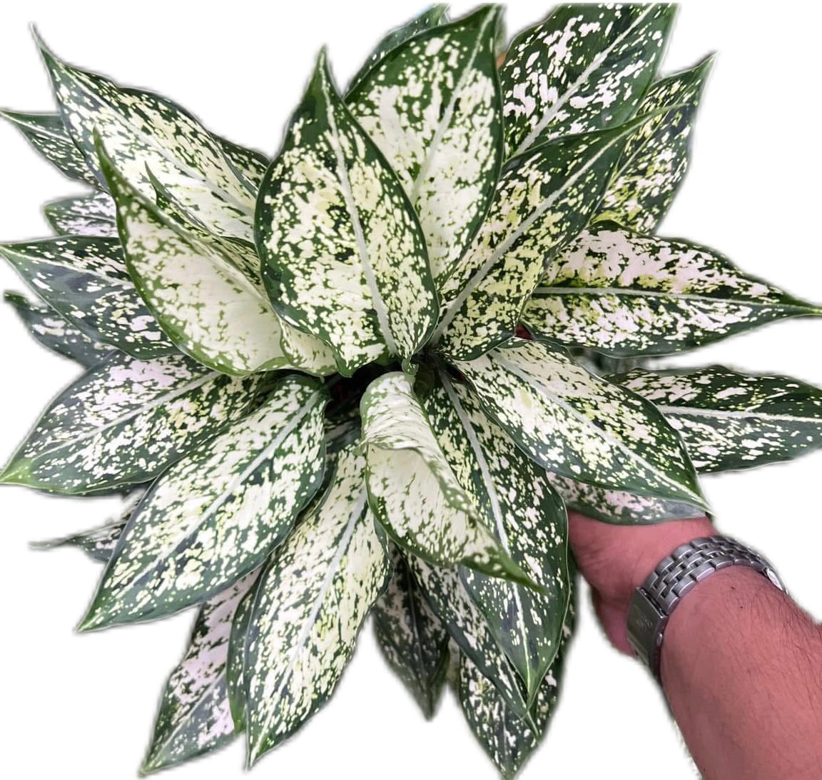 Aglaonema “Petch Nam Nueng”