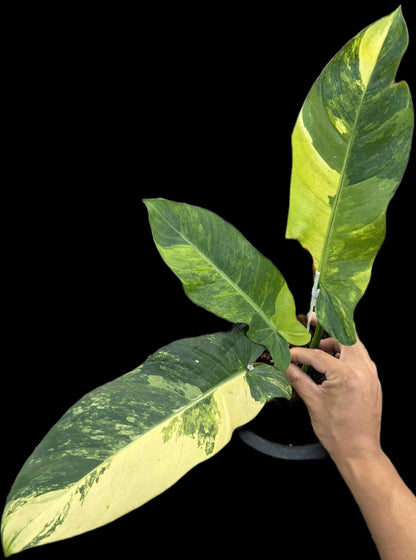 Philodendron Squamiferum x Green Congo Variegated Hybrid – Actual Plant