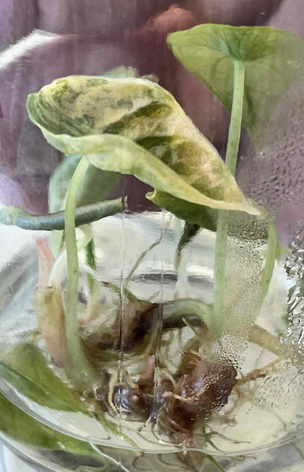 Alocasia Azlanii Variegated – Tissue Culture (Wholesale) 