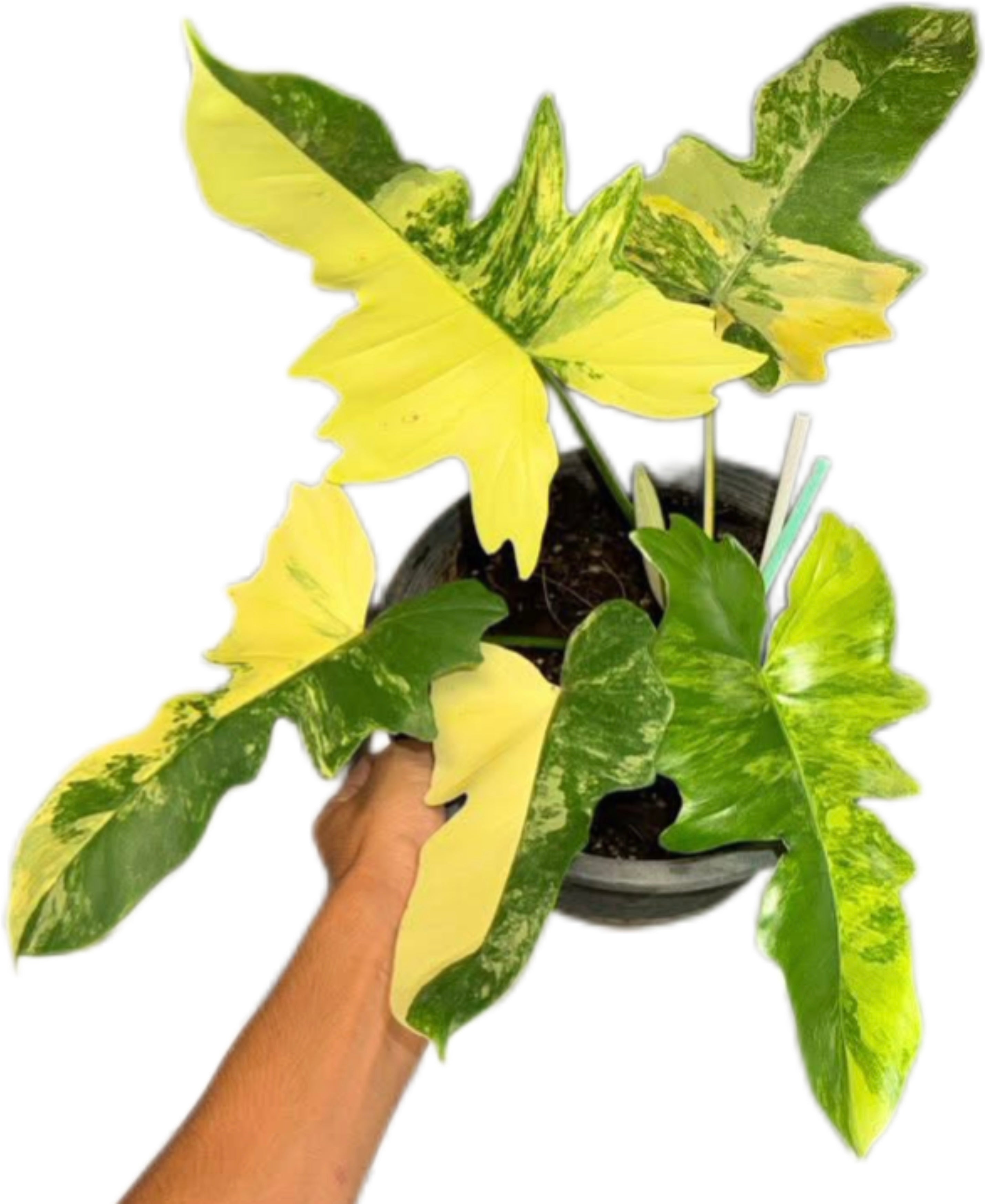 その他観葉植物 2x Philodendron florida beauty x mayoi Philodendron Florida Beauty x Mayoi - FGMN Nursery