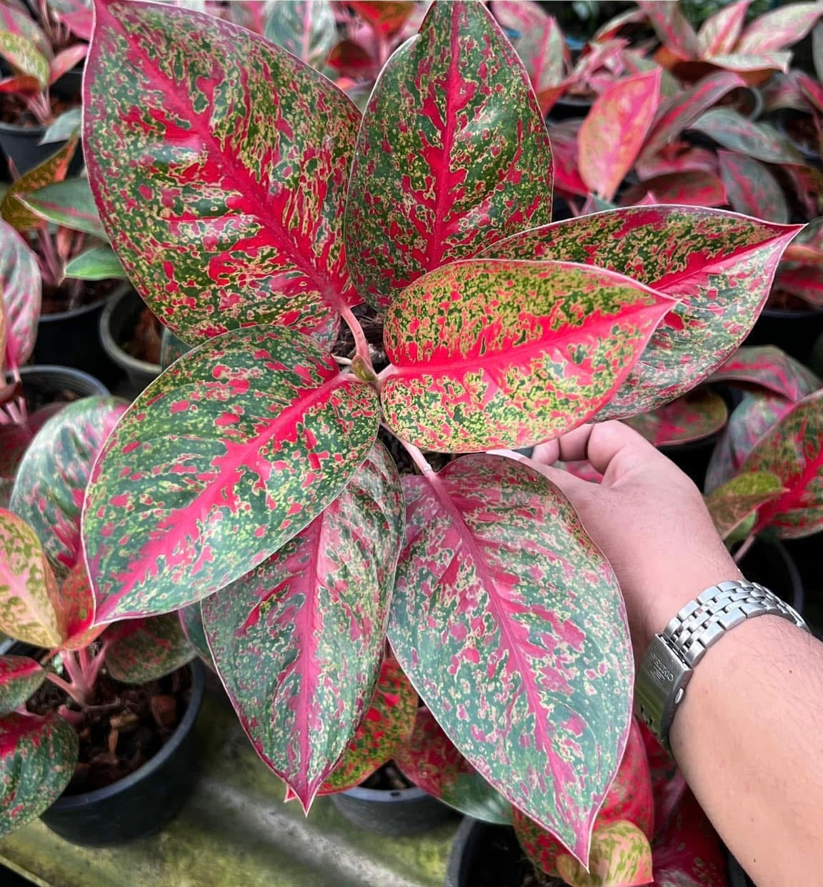 Aglaonema “Sap Mongkol”