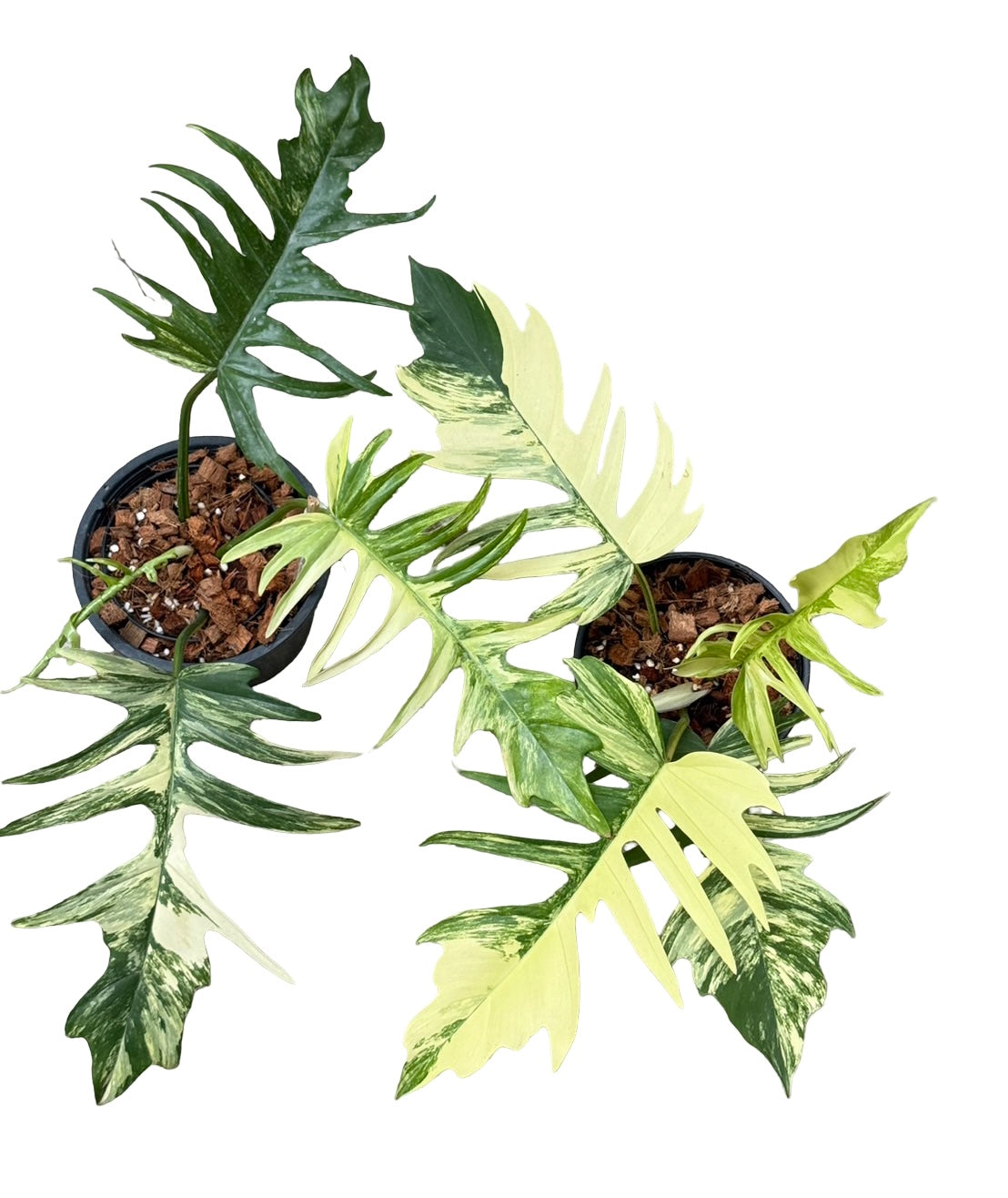 Philodendron Florida Beauty x Tortum Variegated Wholesale Set of 3 Plants