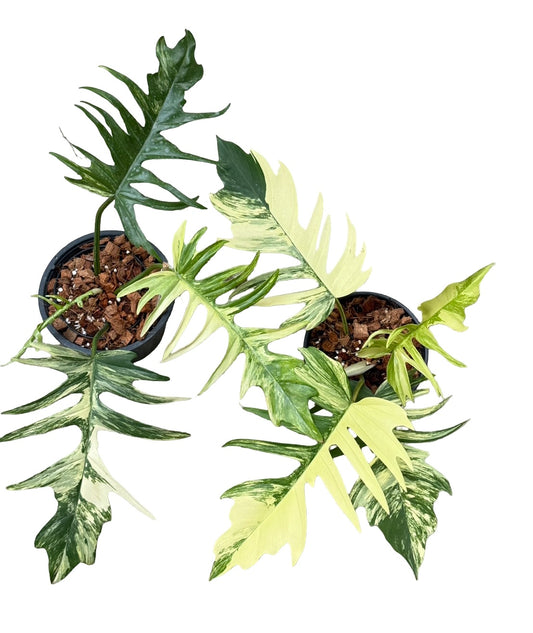 Philodendron Florida Beauty x Tortum Variegated Wholesale Set of 3 Plants