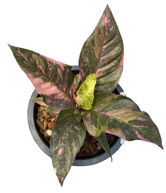 Anthurium Renaissance Variegated (Medium Size)