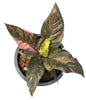 Anthurium Renaissance Variegated (Medium Size)